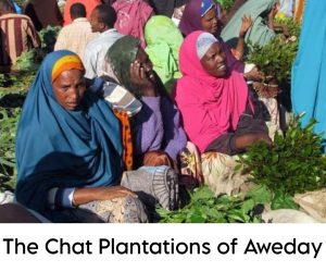 The Chat Plantations of Aweday